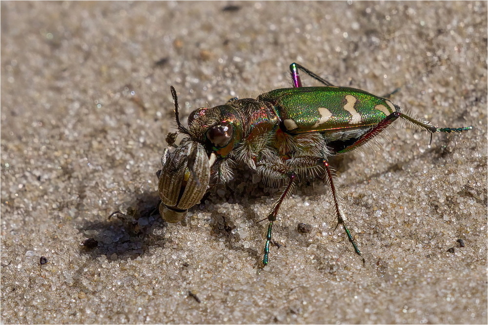 Фотографія Cicindela campestris / Andrii Snehir / photographers.ua