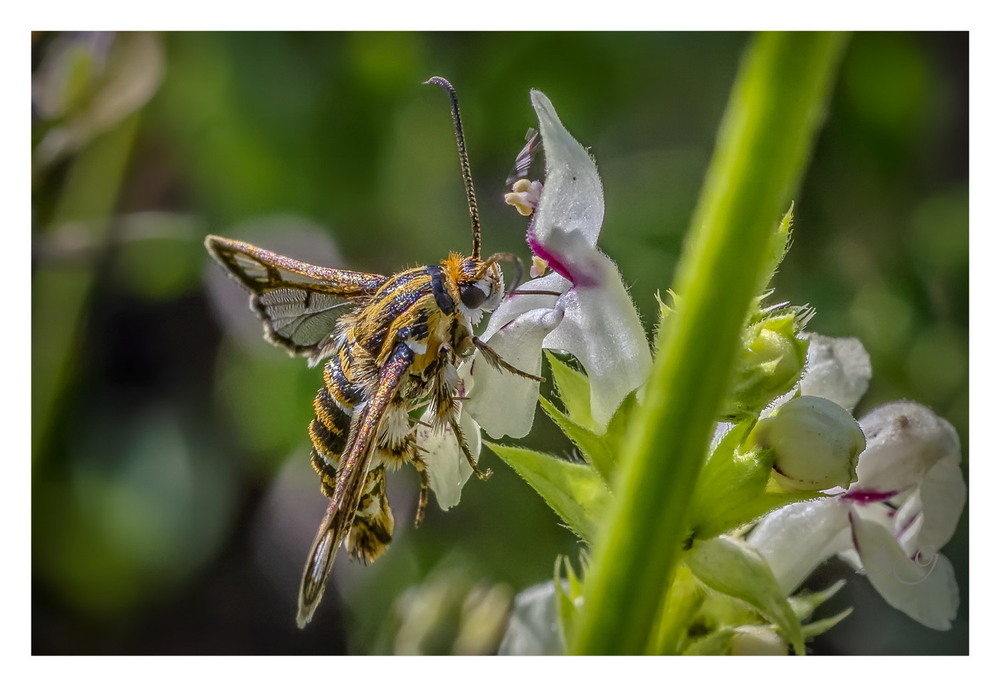 Фотографія Стеклянница шандровая (Chamaesphecia oxybeliformis) / Andrii Snehir / photographers.ua