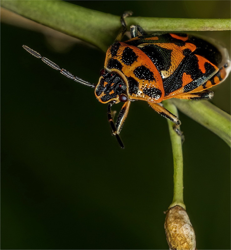 Фотографія Eurydema ornatum / Andrii Snehir / photographers.ua