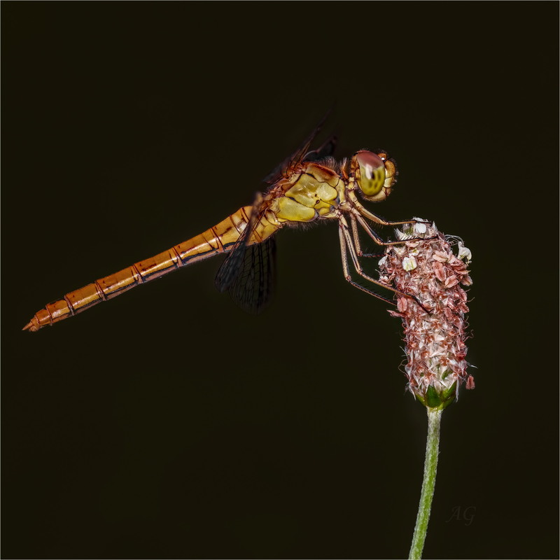 Фотографія Sympetrum sp. / Andrii Snehir / photographers.ua