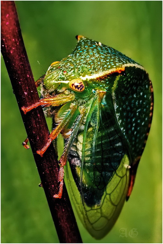 Фотографія Буйволовидная цикадка (Stictocephala bubalus) / Andrii Snehir / photographers.ua