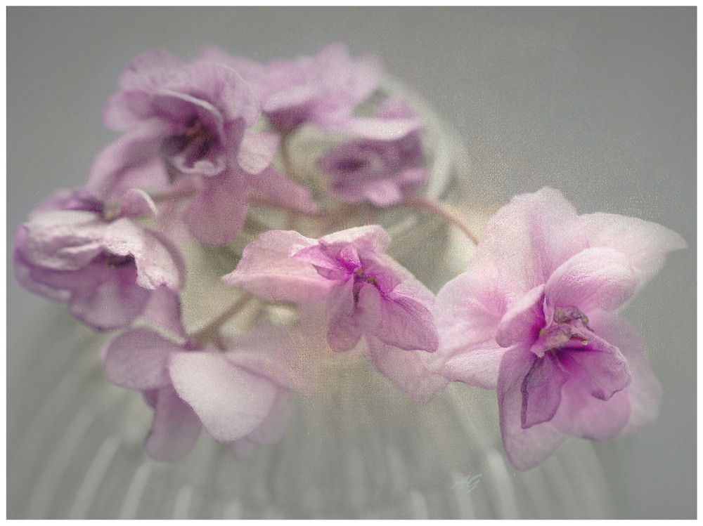 Фотографія Зимові квітки / Andrii Snehir / photographers.ua