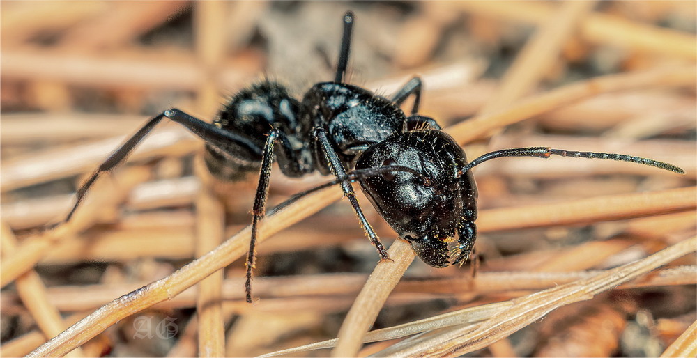 Фотографія Чёрный муравей-древоточец (Camponotus vagus) / Andrii Snehir / photographers.ua