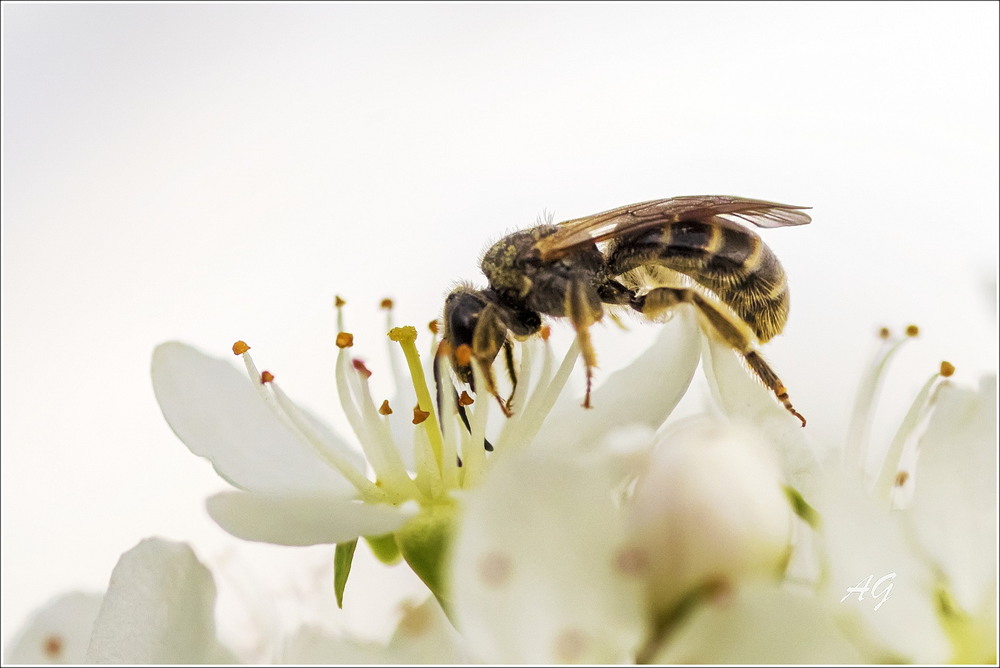Фотографія Весенняя пчелка / Andrii Snehir / photographers.ua