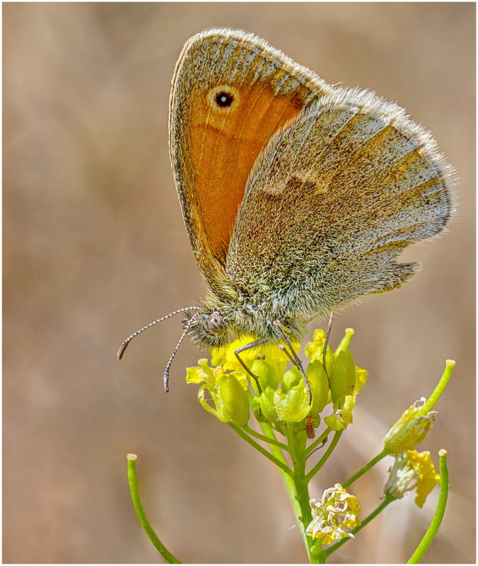 Фотографія Coenonympha pamphilus / Andrii Snehir / photographers.ua
