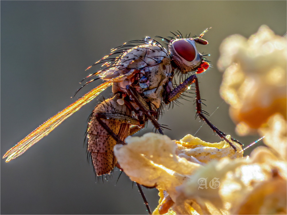 Фотографія и погреться на солнышке... (Tachinidae) / Andrii Snehir / photographers.ua