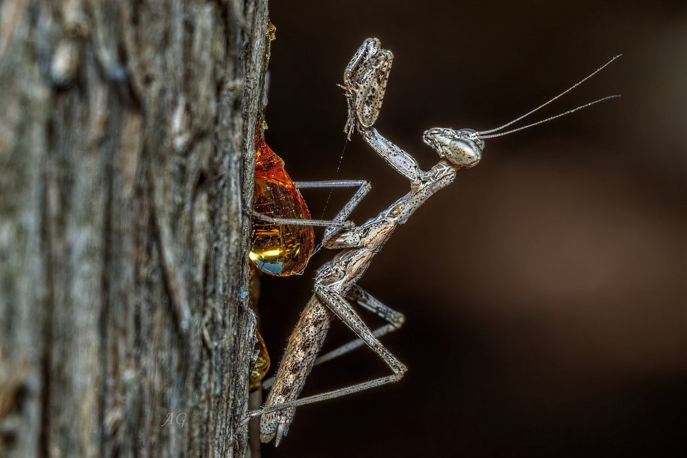 Фотографія И все таки влип! Чуть-чуть... (Deroplatys sp.) / Andrii Snehir / photographers.ua