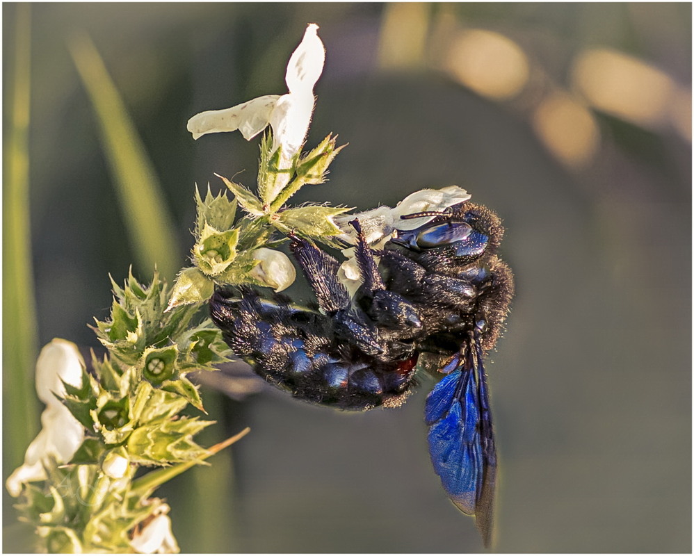 Фотографія Пчела-плотник (Xylocopa valga) / Andrii Snehir / photographers.ua