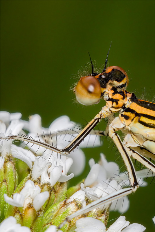 Фотографія Плосконіжка звичайна (Platycnemis pennipes) / Andrii Snehir / photographers.ua