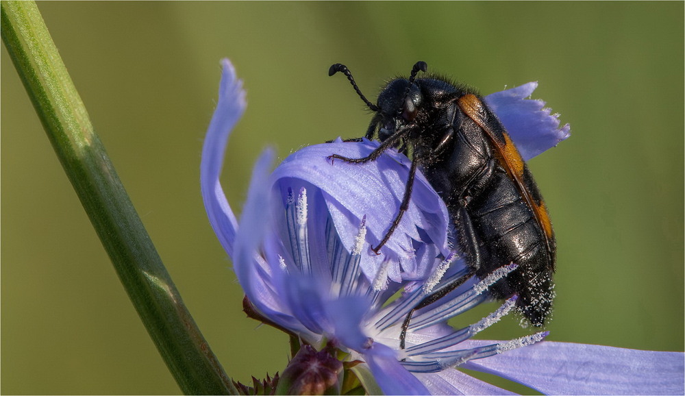 Фотографія Mylabris variabilis / Andrii Snehir / photographers.ua