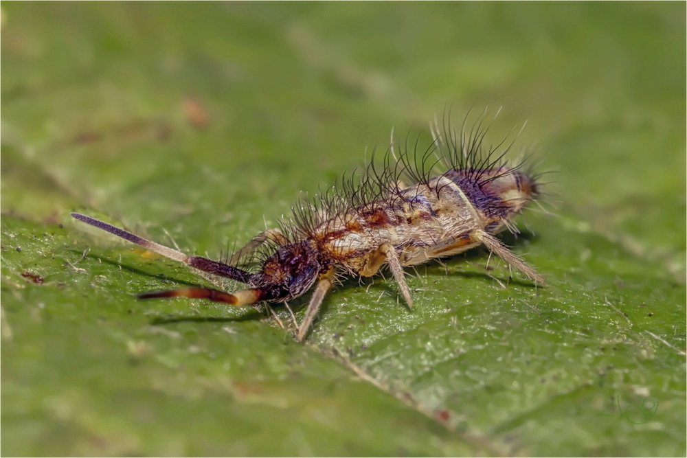 Фотографія Orchesella flavescens / Andrii Snehir / photographers.ua