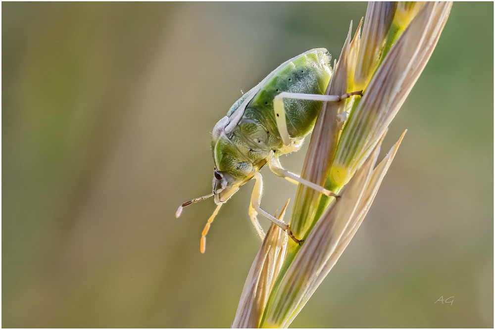 Фотографія Еще один зеленый (Palomena prasina) / Andrii Snehir / photographers.ua