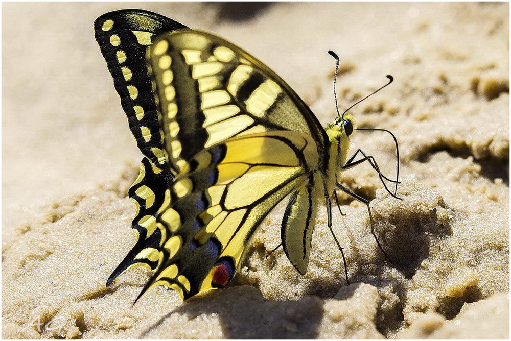 Фотографія Papilio machaon / Andrii Snehir / photographers.ua