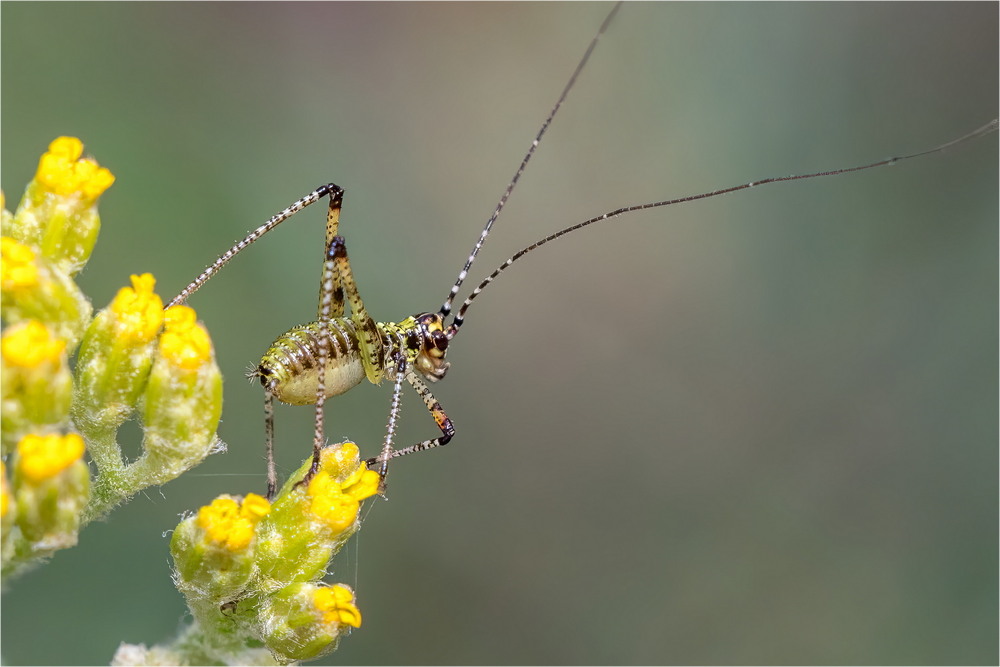 Фотографія Phaneroptera falcata / Andrii Snehir / photographers.ua
