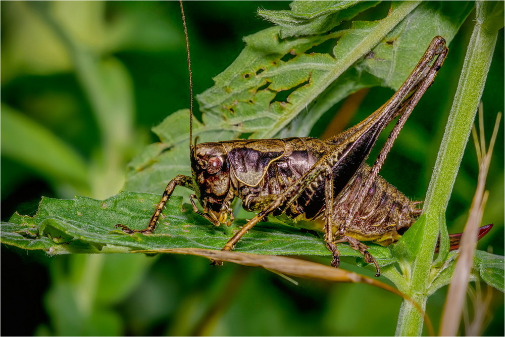 Фотографія Pholidoptera sp. / Andrii Snehir / photographers.ua