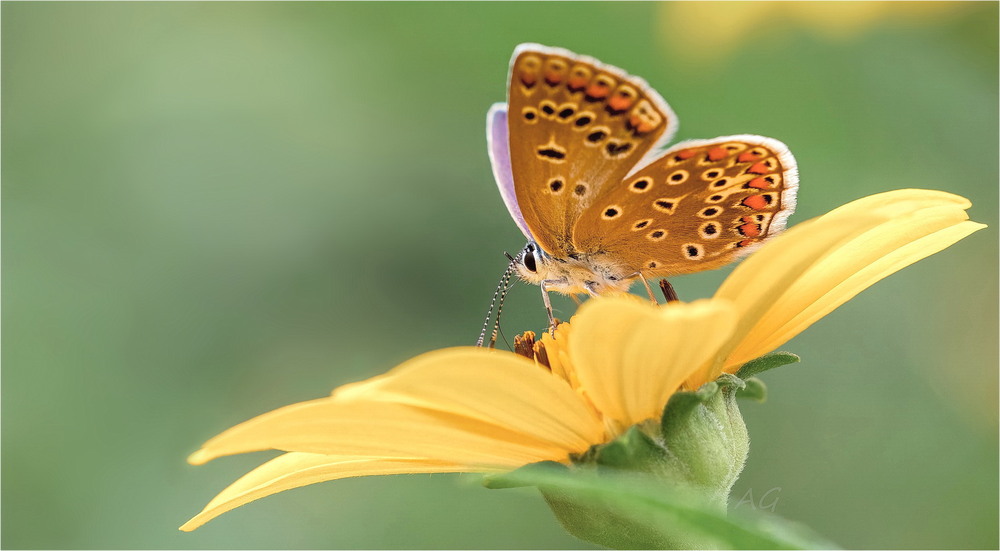 Фотографія Polyommatus icarus / Андрей Снегирь / photographers.ua