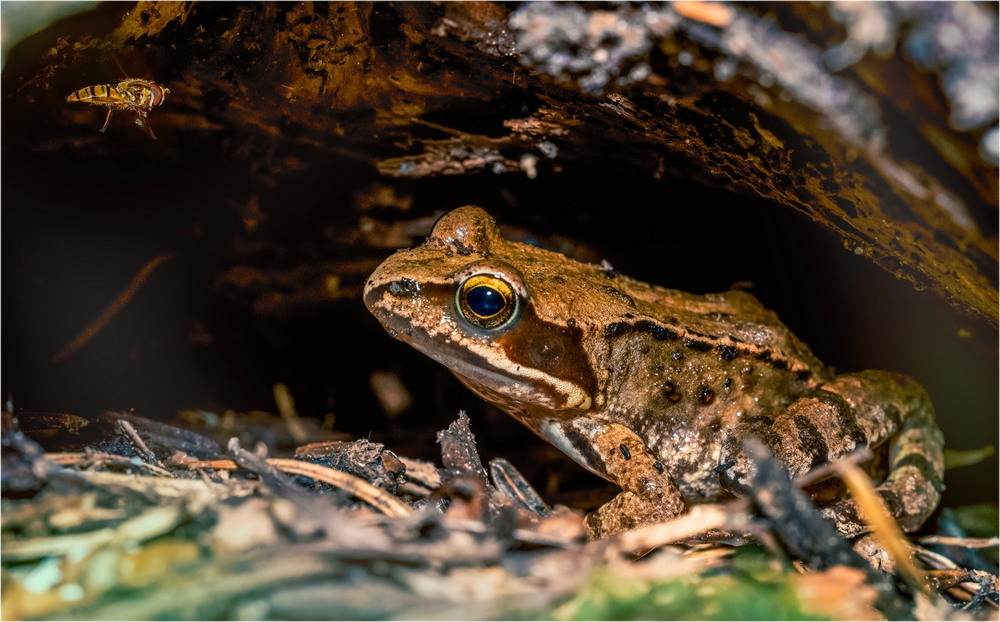 Фотографія За мить... / Andrii Snehir / photographers.ua