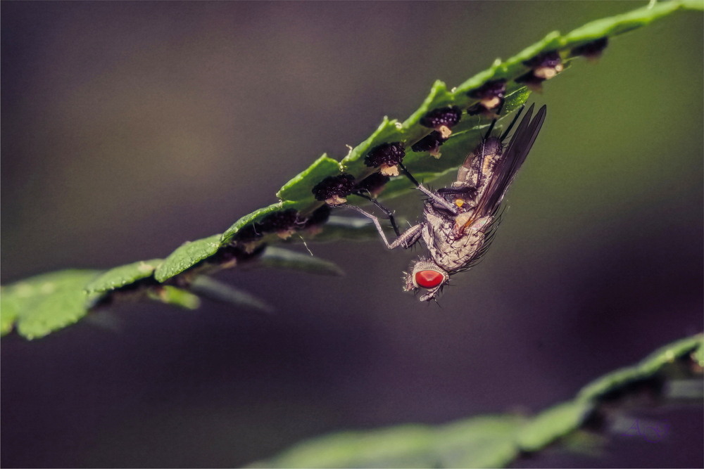 Фотографія Схованка / Andrii Snehir / photographers.ua