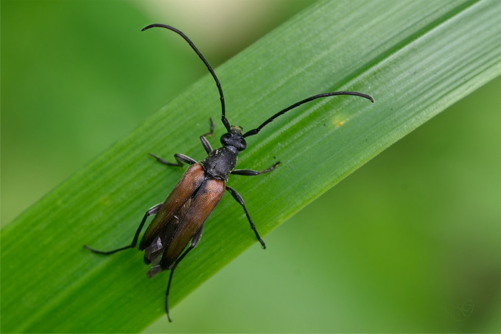Фотографія Stenurella melanura / Andrii Snehir / photographers.ua