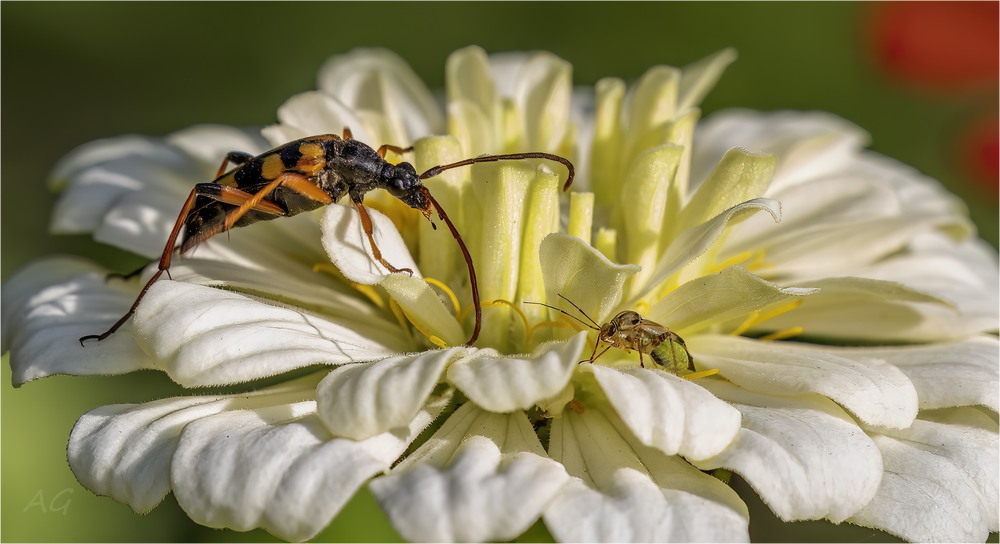Фотографія Strangalia maculata & Lygus lineolaris / Andrii Snehir / photographers.ua