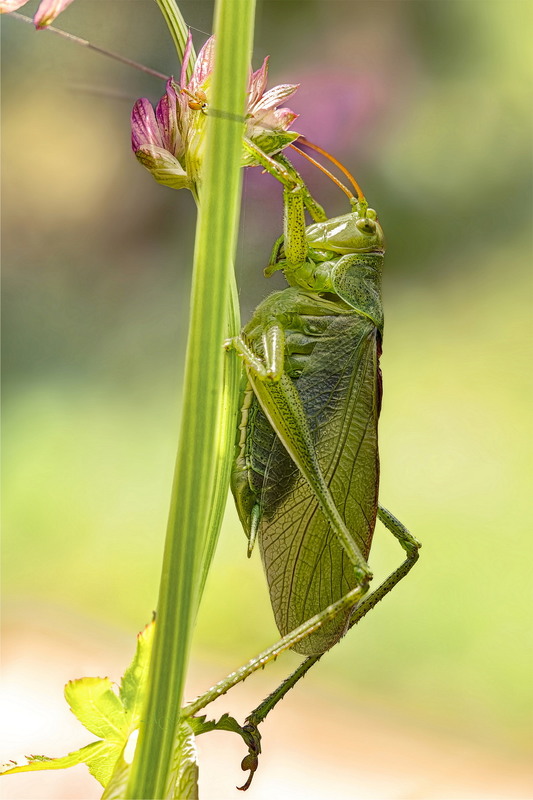 Фотографія Tettigonia viridissima / Andrii Snehir / photographers.ua