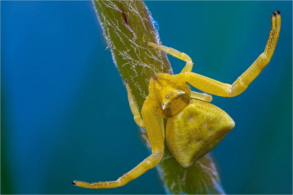 Фотографія Обійми мене!) (Thomisus onustus) / Andrii Snehir / photographers.ua