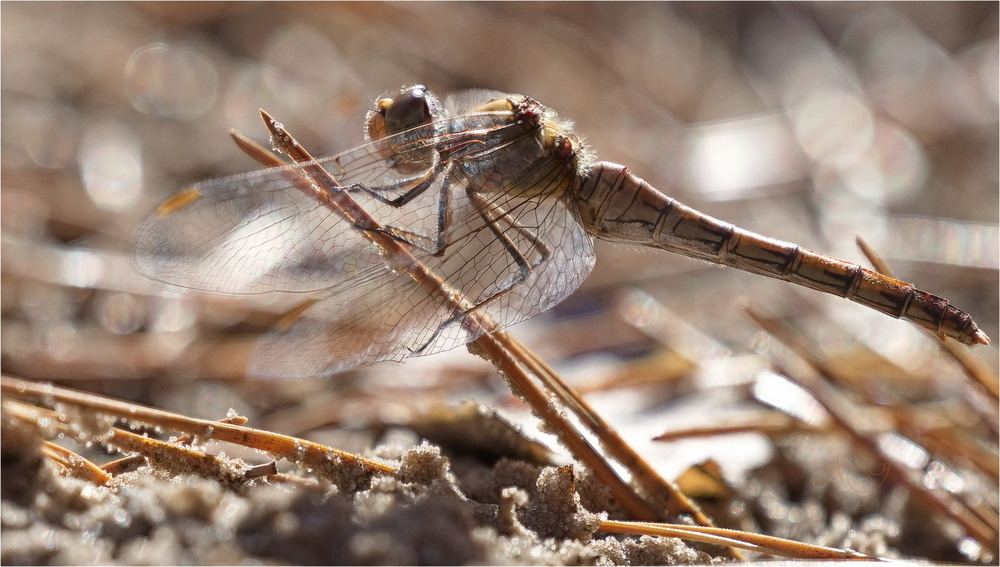 Фотографія Sympetrum vulgatum / Andrii Snehir / photographers.ua