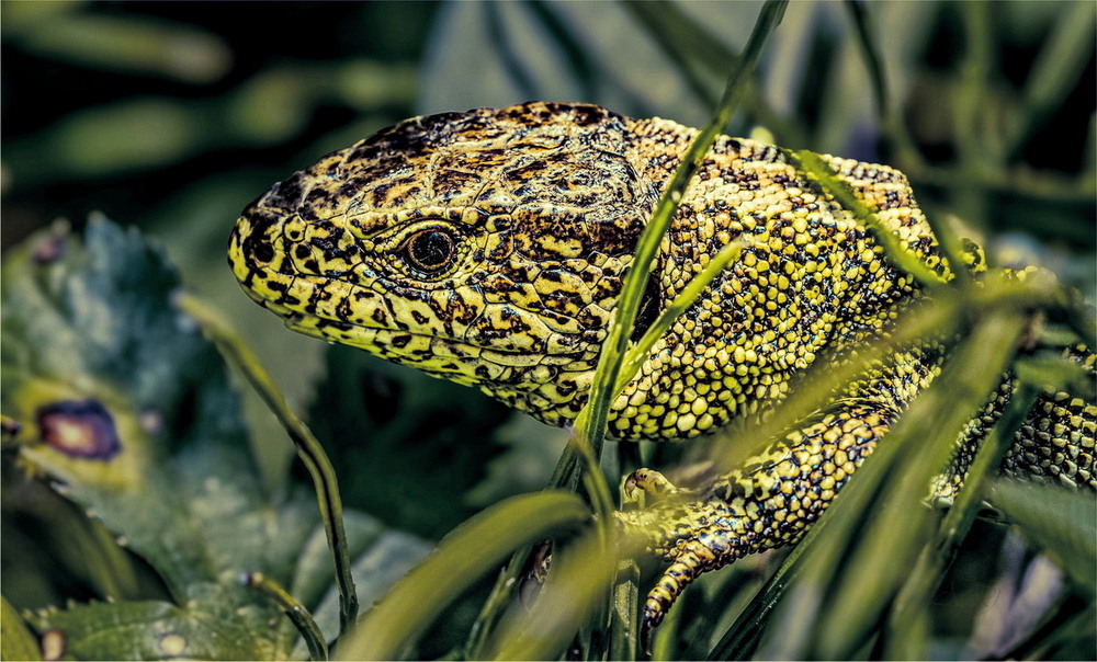 Фотографія Lacerta agilis / Andrii Snehir / photographers.ua