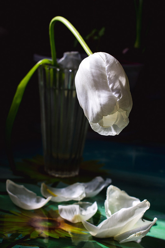 Фотографія цветы умирают красиво / Nelly Denysova / photographers.ua