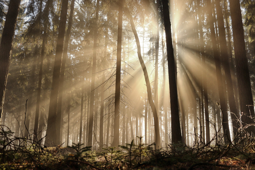 Фотографія солнечные лучи в лесу / Милан Horejsi / photographers.ua