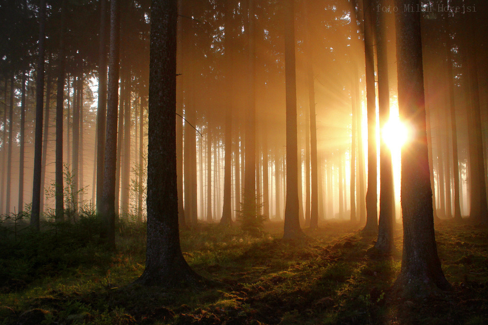 Фотографія утро в лесу / Милан Horejsi / photographers.ua