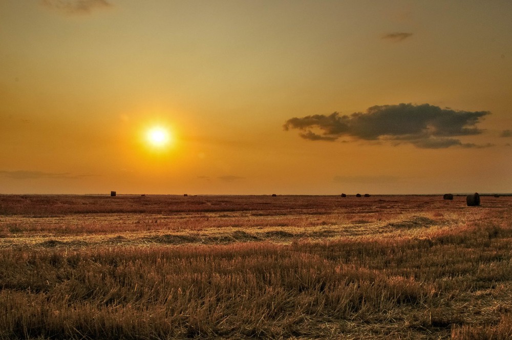 Фотографія Красота пшеничных полей - в пшеничных полях! / Ясинский Юрий / photographers.ua