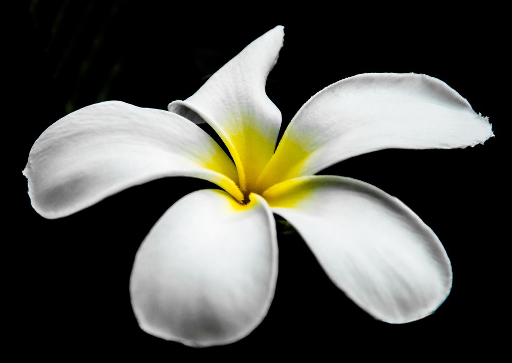 Фотографія Экзотический цветок... / Макатер Павел / photographers.ua