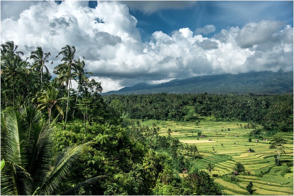 Фотографія Склон вулкана. Индонезия. / Макатер Павел / photographers.ua