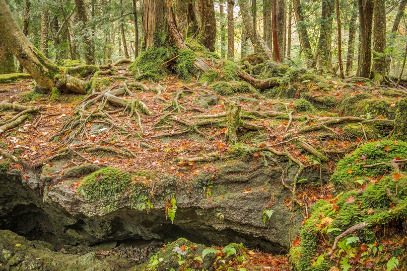 Фотографія Древний мистический лес Аокигахара у подножия Фудзи. / Макатер Павел / photographers.ua