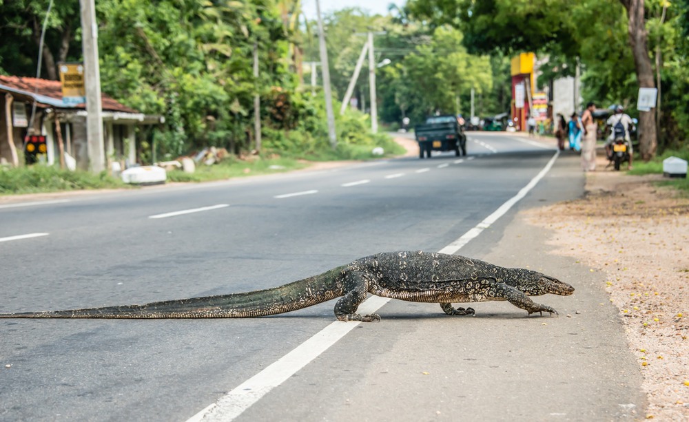 Фотографія Ланкийский пешеход / Макатер Павел / photographers.ua