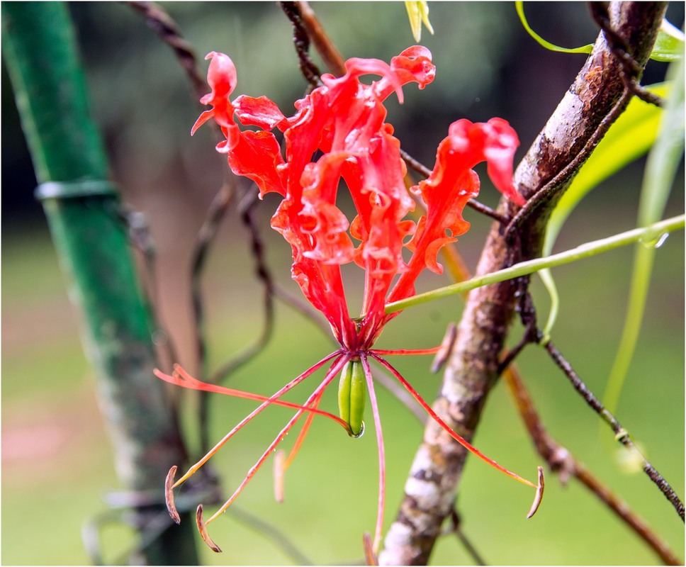 Фотографія Необычный цветок. Королевский ботанический сад. Шри-Ланка. / Макатер Павел / photographers.ua