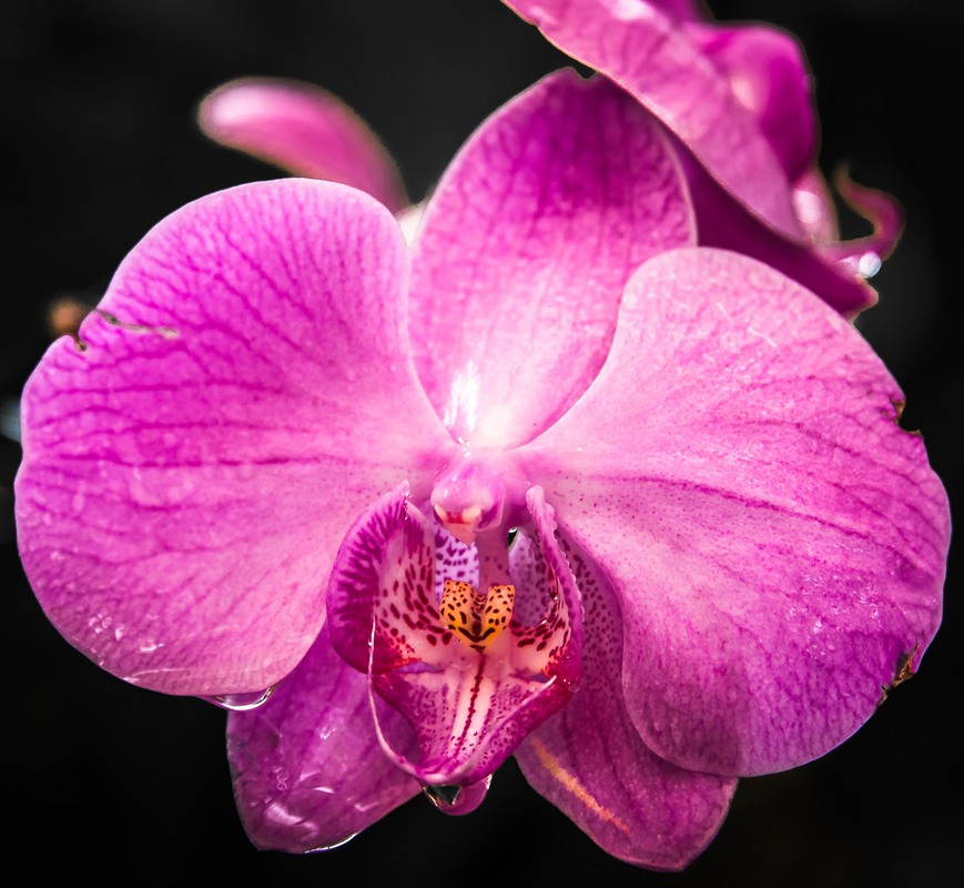 Фотографія Очарование орхидеи... / Макатер Павел / photographers.ua