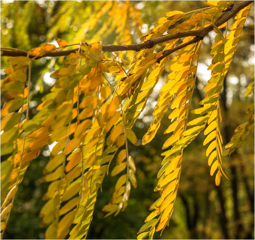 Фотографія Белой акации листья осенние... / Макатер Павел / photographers.ua