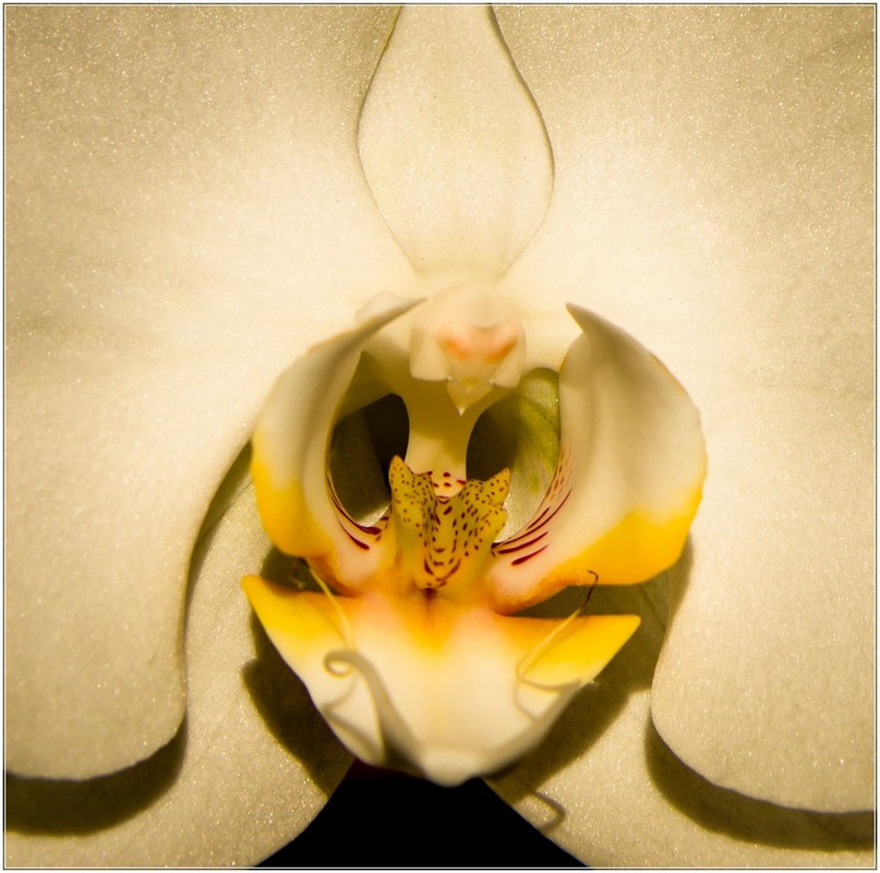 Фотографія Блеск и тени орхидеи... / Макатер Павел / photographers.ua