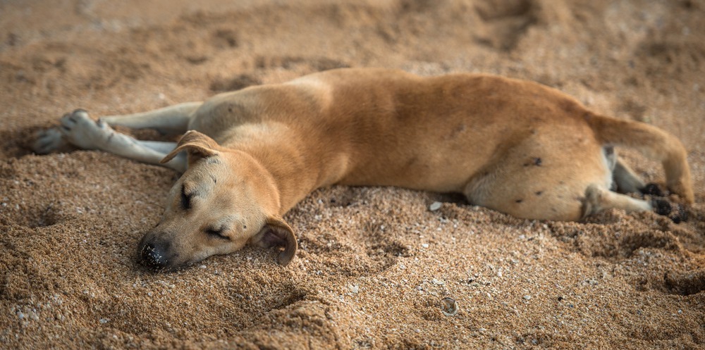 Фотографія Пляжный пес - песчаный нос) / Макатер Павел / photographers.ua