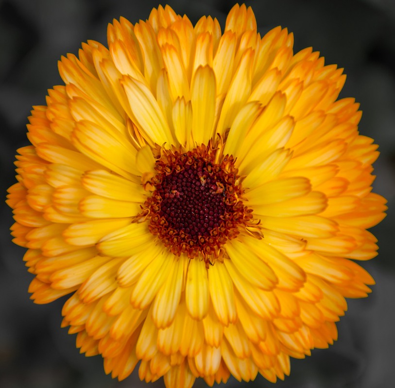 Фотографія 3D цветок / Макатер Павел / photographers.ua