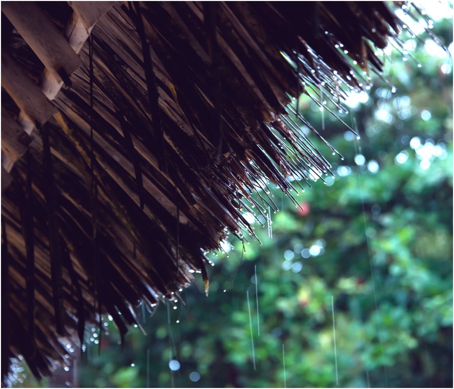 Фотографія Тропический ливень... / Макатер Павел / photographers.ua