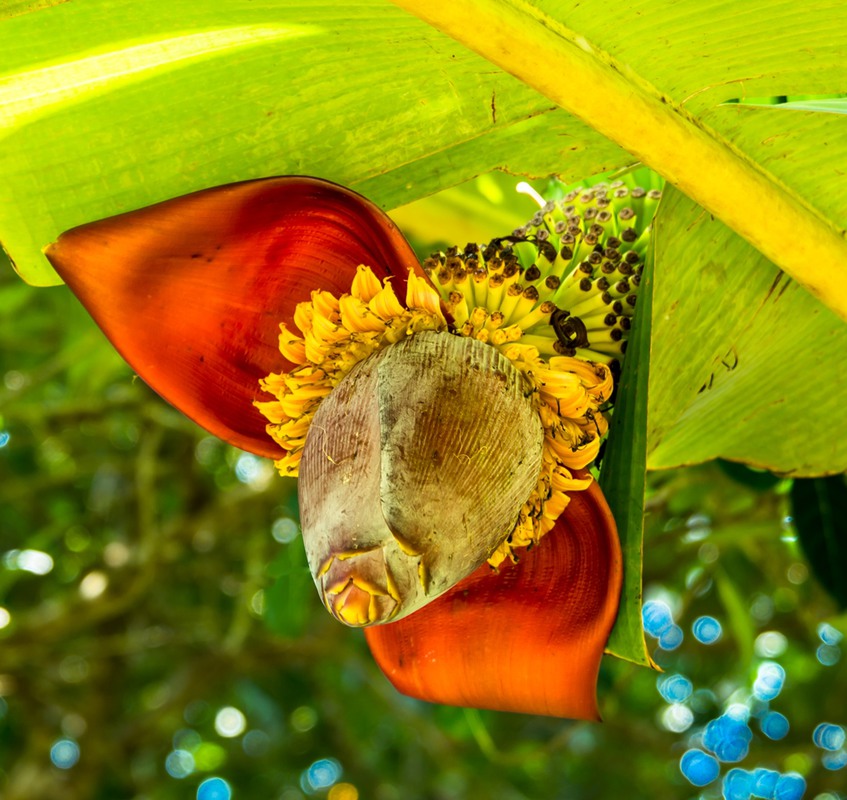 Фотографія Цветок бананового дерева. / Макатер Павел / photographers.ua