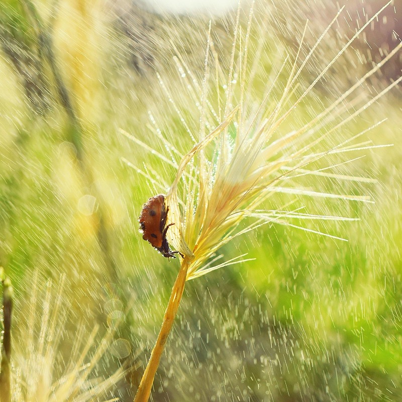 Фотографія Макро / Ольга Михайлова / photographers.ua