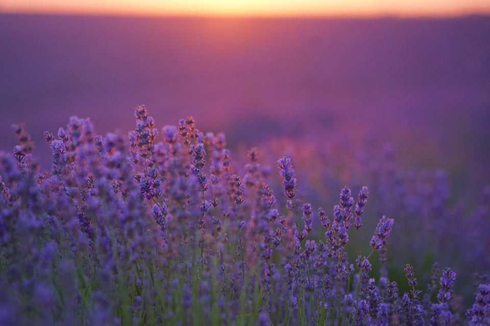 Фотографія Лавандовый закат / Татьяна Олейникова / photographers.ua