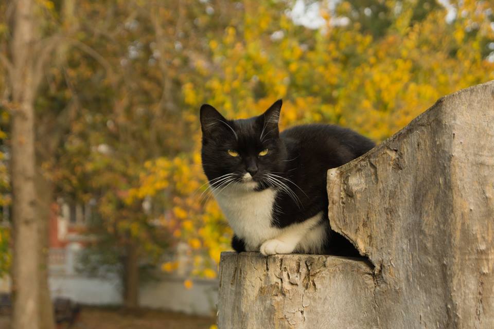 Фотографія Осенний кот / Татьяна Олейникова / photographers.ua
