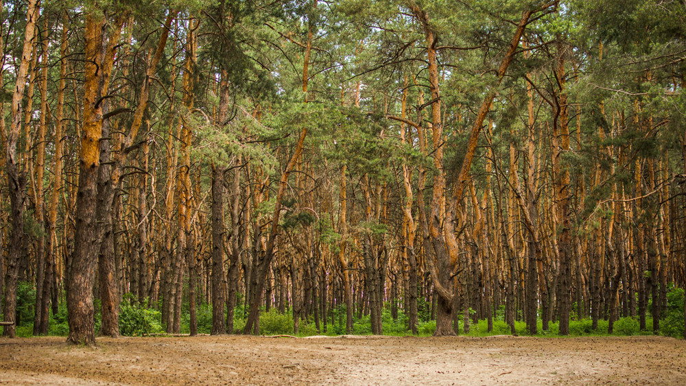 Фотографія Aestate pine forest / Una Manu / photographers.ua
