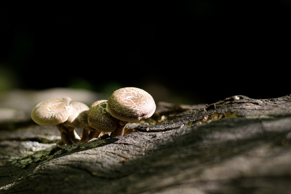 Фотографія Mushrooms / Una Manu / photographers.ua