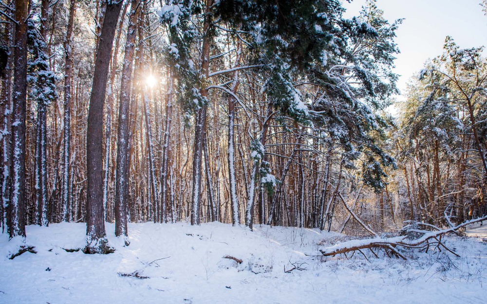 Фотографія Winter sunny forest / Una Manu / photographers.ua